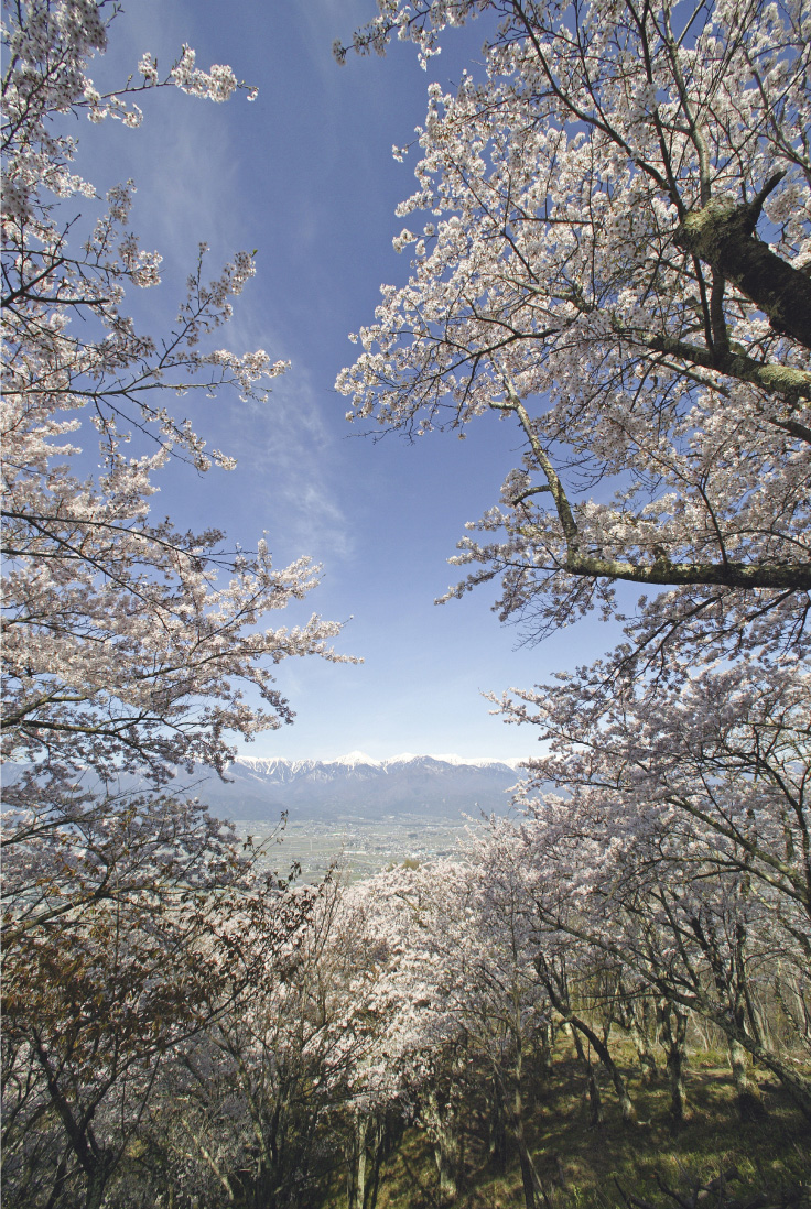 山頂付近から桜のトンネルの向こうに北アルプスを望む