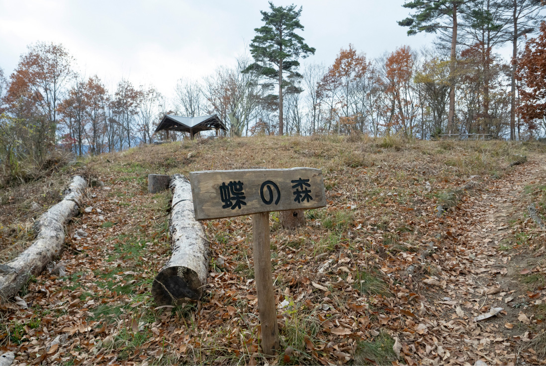 「蝶の森」を抜けて長峰山へ。一時は鬱蒼とした森になっていたが、草原とそこを取り囲む森の手入れをすることで、里山の生態系が再生された